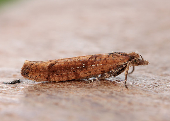 17.011 BF461 Ypsolopha ustella