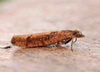 17.011 BF461 Ypsolopha ustella