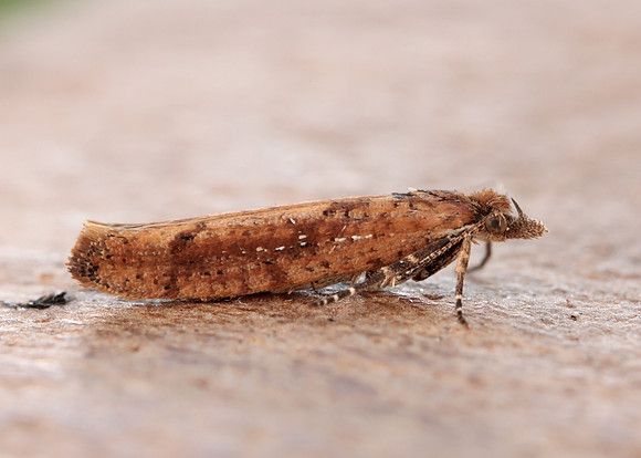 17.011 BF461 Ypsolopha ustella