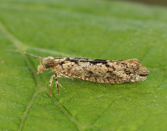 17.013 BF463 Ypsolopha vittella