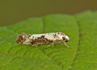 22.001-22.003 Praydidae