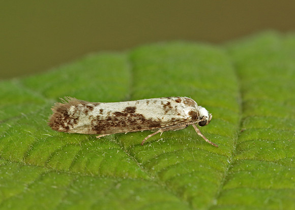 22.002 BF449 Ash Bud Moth Prays fraxinella