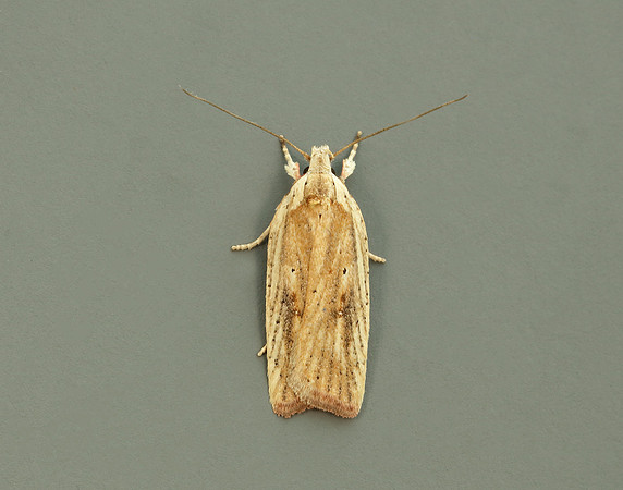 32.030 BF706 Agonopterix nervosa