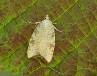 49.060 BF1032 Aleimma loeflingiana