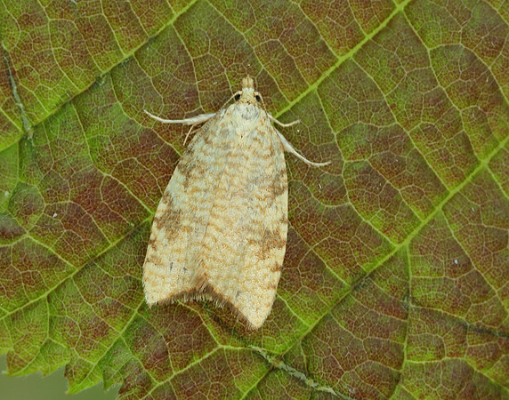 49.060 BF1032 Aleimma loeflingiana
