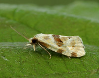 49.127 BF945 Aethes cnicana