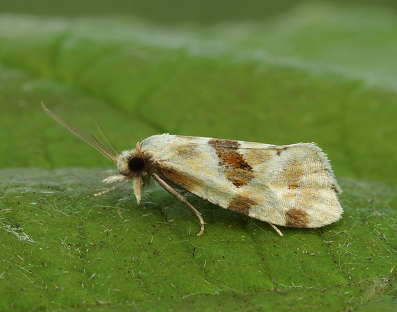 49.127 BF945 Aethes cnicana