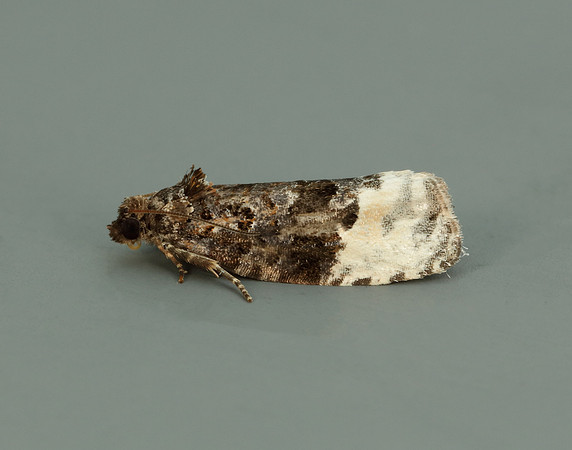 49.150 BF1093 Apotomis betuletana