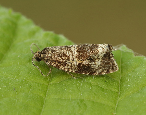 49.166 BF1076 Celypha lacunana