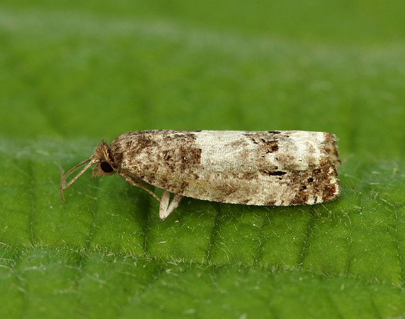 49.224 BF1205 Bud Moth Spilonota ocellana