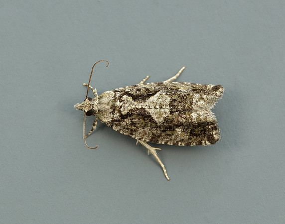 49.260 BF1165 Zeiraphera isertana