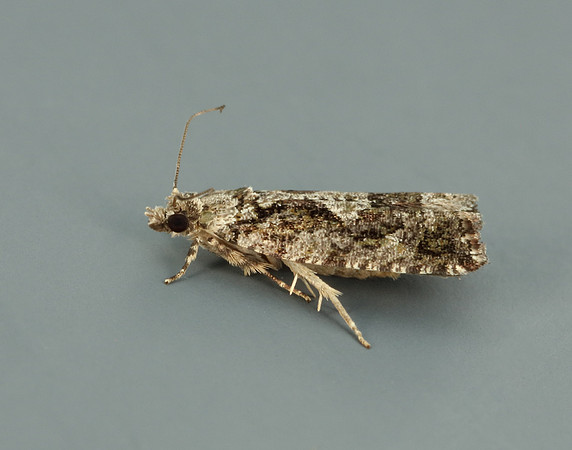 49.260 BF1165 Zeiraphera isertana