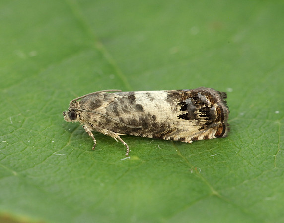 49.367 BF1236 Pammene fasciana