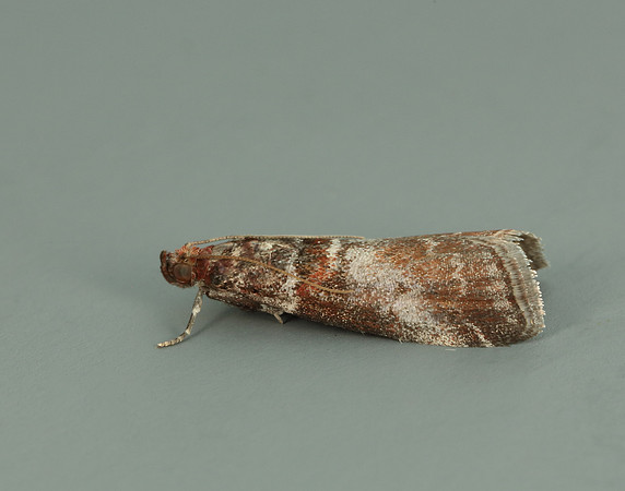 62.035 BF1439 Acrobasis advenella