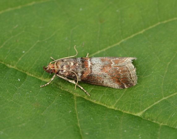 62.035 BF1439 Acrobasis advenella