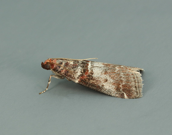 62.035 BF1439 Acrobasis advenella