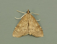 63.034 BF1390 Udea prunalis