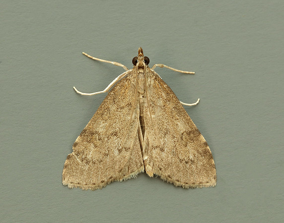 63.034 BF1390 Udea prunalis