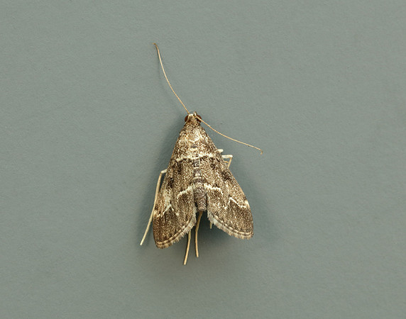 63.046 BF1403a Duponchelia fovealis