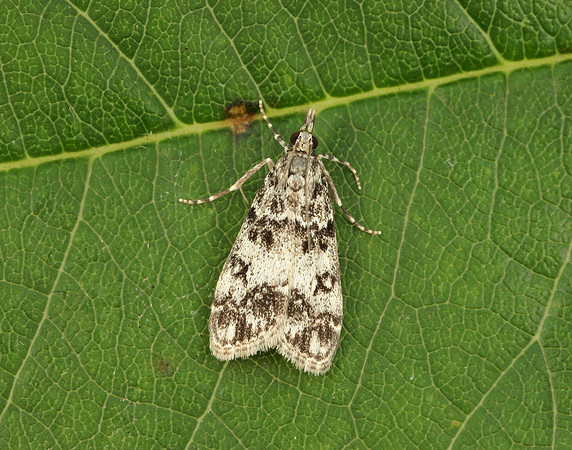 63.067 BF1338 Eudonia lacustrata