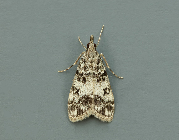 63.067 BF1338 Eudonia lacustrata