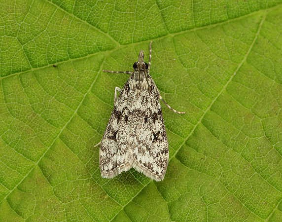 63.073 BF1340 Eudonia truncicolella
