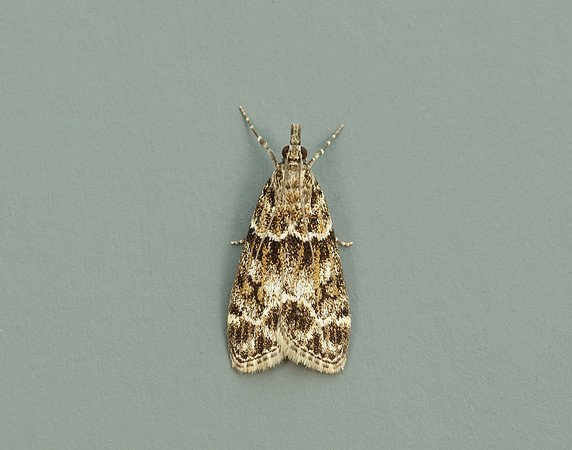 63.073 BF1340 Eudonia truncicolella