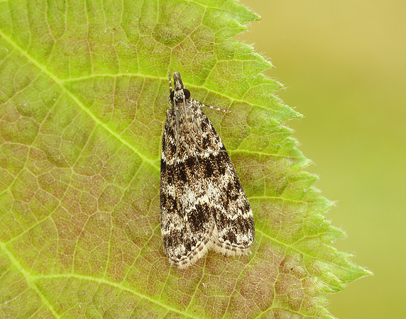 63.073 BF1340 Eudonia truncicolella