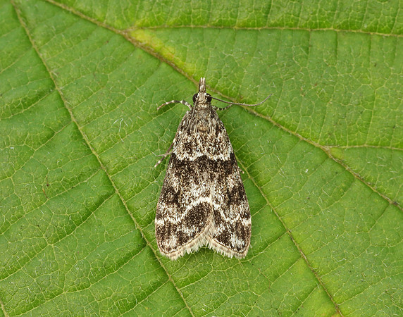 63.073 BF1340 Eudonia truncicolella