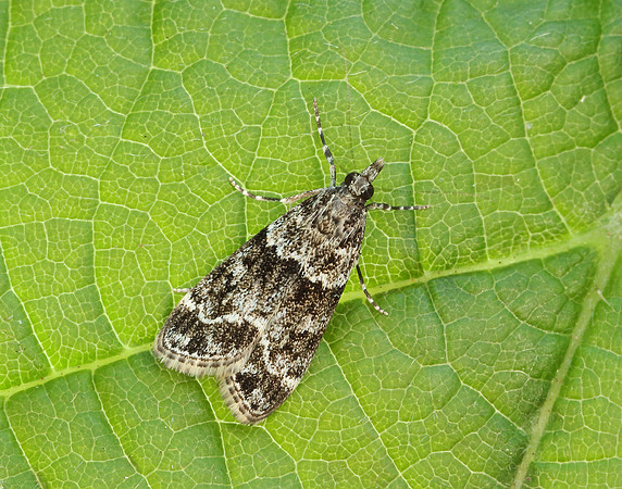 63.073 BF1340 Eudonia truncicolella