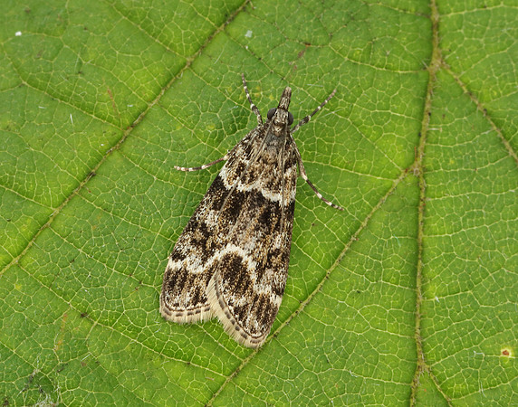 63.073 BF1340 Eudonia truncicolella