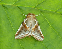66.010 BF1640 Drinker Euthrix potatoria