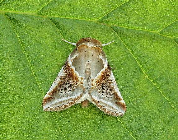 66.010 BF1640 Drinker Euthrix potatoria