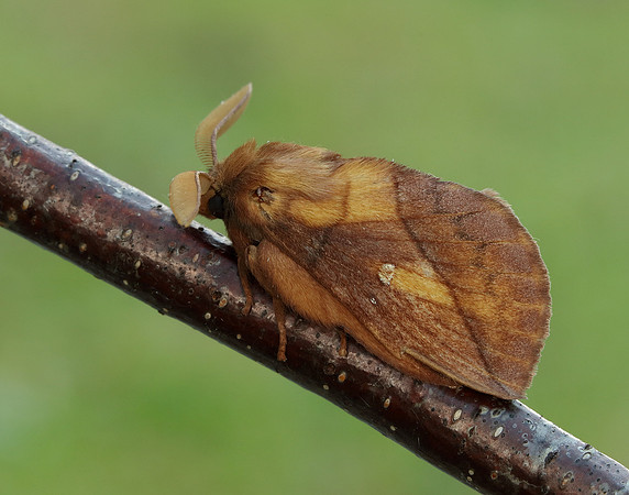 66.010 BF1640 Drinker Euthrix potatoria