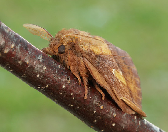 66.010 BF1640 Drinker Euthrix potatoria