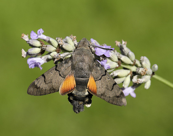 69.010 BF1984 Hummingbird Hawk-moth Macroglossum stellatarum