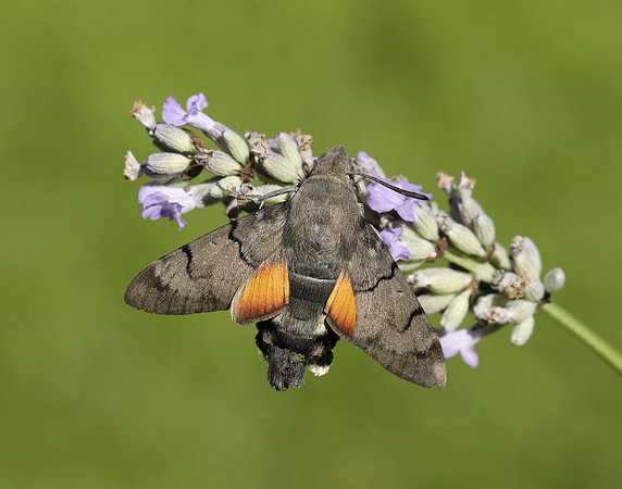 69.010 BF1984 Hummingbird Hawk-moth Macroglossum stellatarum