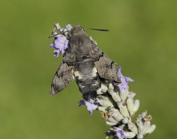 69.010 BF1984 Hummingbird Hawk-moth Macroglossum stellatarum
