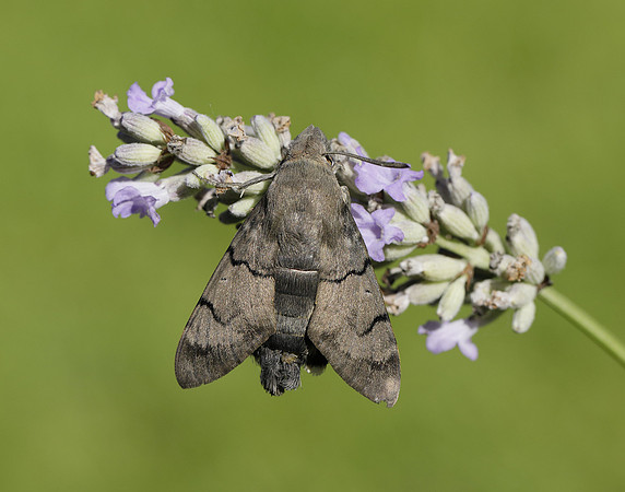 69.010 BF1984 Hummingbird Hawk-moth Macroglossum stellatarum