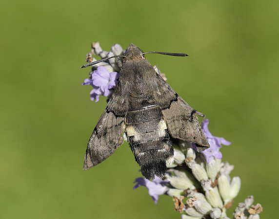 69.010 BF1984 Hummingbird Hawk-moth Macroglossum stellatarum
