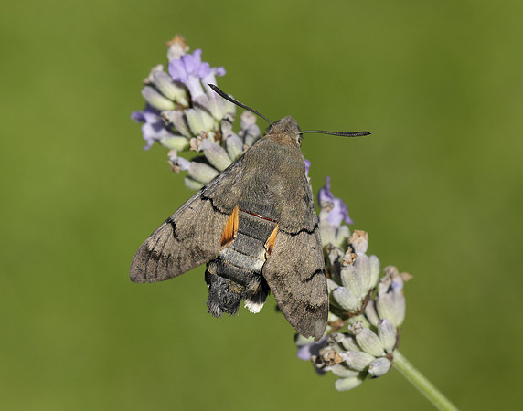 69.010 BF1984 Hummingbird Hawk-moth Macroglossum stellatarum