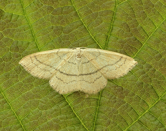 70.037 BF1681 Clay Triple-lines Cyclophora linearia