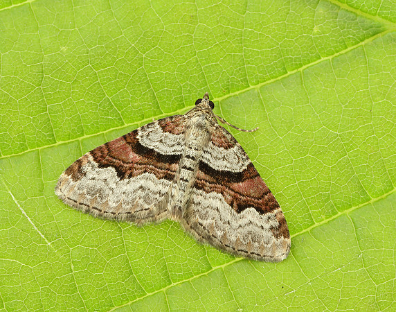 70.053 BF1722 Flame Carpet Xanthorhoe designata