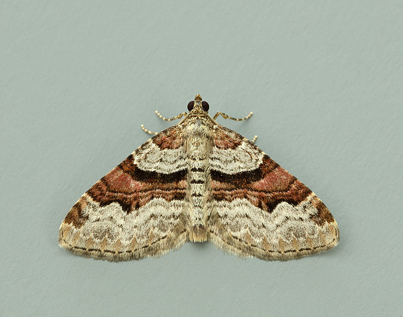 70.053 BF1722 Flame Carpet Xanthorhoe designata