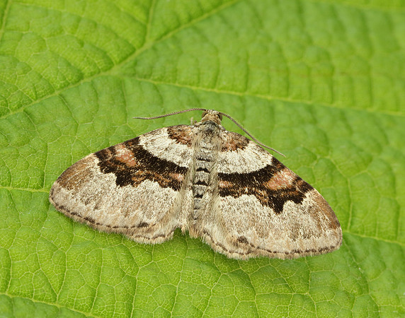 70.053 BF1722 Flame Carpet Xanthorhoe designata