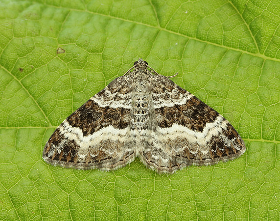 70.061 BF1738 Common Carpet Epirrhoe alternata