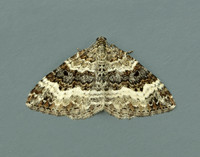 70.061 BF1738 Common Carpet Epirrhoe alternata