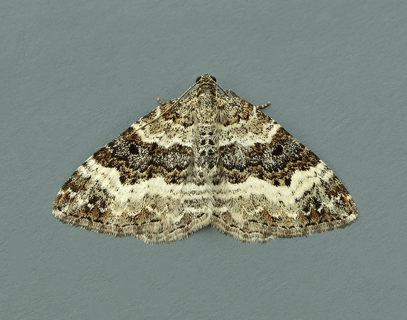 70.061 BF1738 Common Carpet Epirrhoe alternata