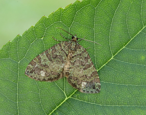 70.074 BF1777 July Highflyer Hydriomena furcata
