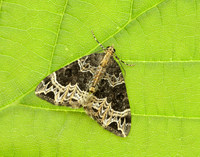 70.094 BF1759 Small Phoenix Ecliptopera silaceata